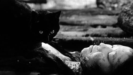 Черные кошки в бамбуковых зарослях - Кинотеатр Родина